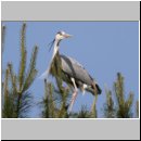 Ardea cinerea Graureiher 06.jpg
